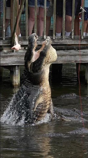 Flying Alligator in Orlando