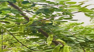 Carob trees ripening on the tree.