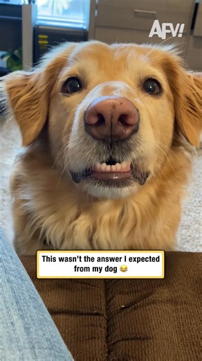 Well he certainly made a statement 🐕 #afv #dogs #funnyvideos | America's Funniest Home Videos