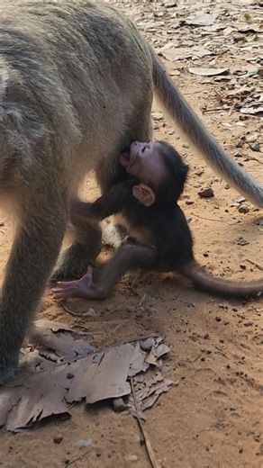 Monkey 👶 Button using freestyle walking like alone #shorts #shortvideo #shortsfeed