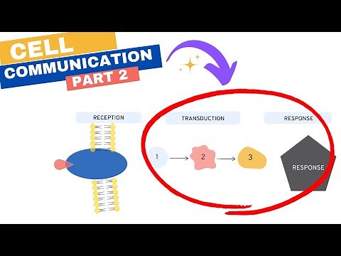 Chapter 11: Cell Communication Part 2: Transduction and Cellular Response
