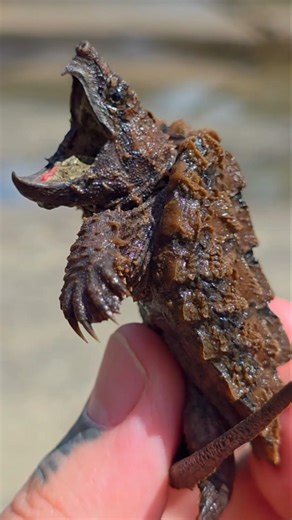 I Caught A Baby Alligator Snapping turtle 🐢 #nature #youtubeshorts #animals #viral #snappingturtle