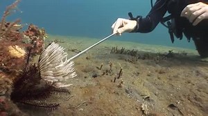 Muck Diving Tips and Techniques Consejos y Técnicas de buceo | Lanzarote Non Stop Divers