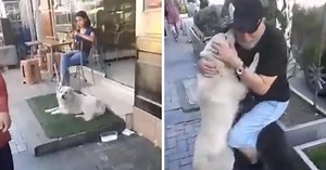 Family Dog Runs Away - Then They Find Him 60 Miles Away Living As A Stray