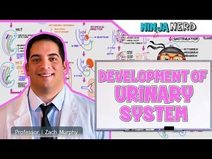 Embryology | Development of the Urinary System Video Lecture - MCAT