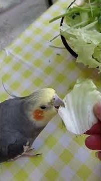 flies first at the word: kuuushat!!!