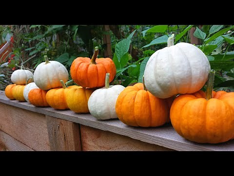 Pumpkin Harvest! Jack Be Little Pumpkins!