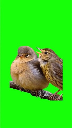 Birds singing opera like from Bugs Bunny and Looney Toons #Meme #MemeCut #greenscreen #lol #funny