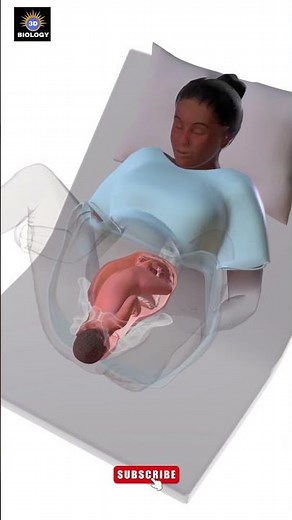 The 3D Science of Normal Vaginal Birth