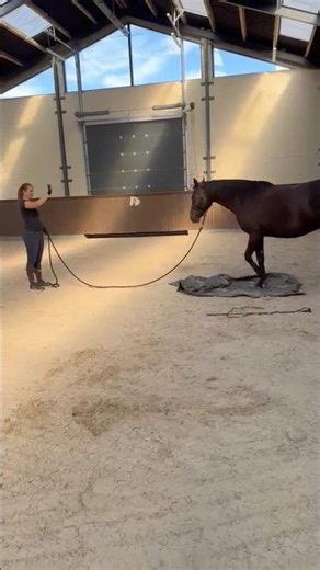 Training with tarpaulin👏. Horsemanship with Kahlua❤️