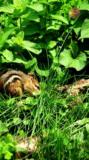 Turn Up the Volume... This Chipmunk Sounds Adorable!