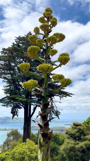 A rare botanical moment is unfolding in our South Seas Garden. Planted over 20 years ago by Margaret Barker, this Agave salmiana is now crowned with buds. Native to Mexico, this plant flowers once in its lifetime, and we're hoping to see it in full bloom over the coming weeks! #larnachcastle #larnachcastlegardens #gardening #dunedinnz #IfYouSeekNZ | Larnach Castle