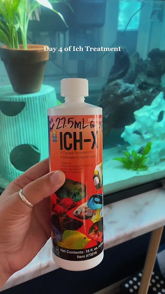 Dealing with Sick Fish in a Freshwater Aquarium