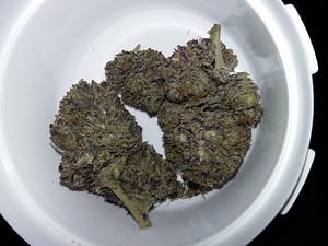 Sherbert | Marijuana Strain Reviews