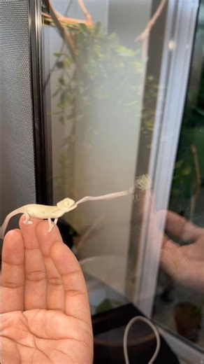 Gotta keep the place clean before lights out 🧹 (peep my reflection) 😛 #chameleon #rango