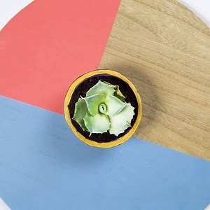 202K views · 605 reactions | What's better than a DIY planter pot? A miniature planter pot of course!  | Spotlight | Facebook