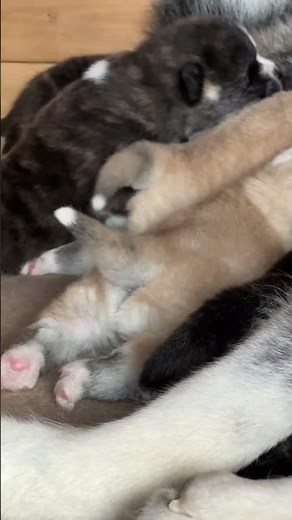 秋田犬の赤ちゃん しっぽがピーンと #子犬 #akitainu #akita #癒し #cute #秋田犬 #ハチ公 #ハチ #赤ちゃん #授乳