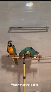 48K views · 1.8K reactions | And now the blue and gold baby… I’m in a small room while I do this because they are learning and I want them to focus on control not speed…. This is what I do everyday… raising and training macaws …it’s why my babies are such outstanding companion macaws ❤️ . IMO It’s important not to overwhelm young babies, small steps with support and reassurance. Tracey ~ MacawsAustralia | Macaws Australia | Facebook