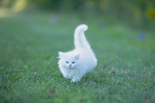 Curious About White Cats? What to Know Before Adopting One