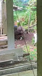 A tense moment where wildlife meets human space. 🐽🐗🔥 | Macho