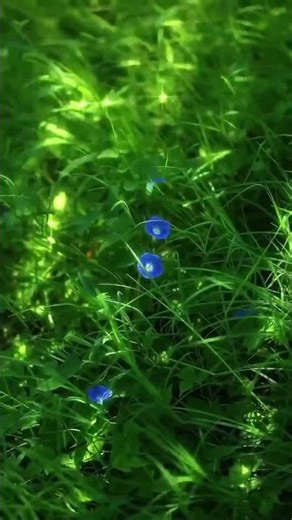 The sunlight sparkles on the lush green grass in the morning.