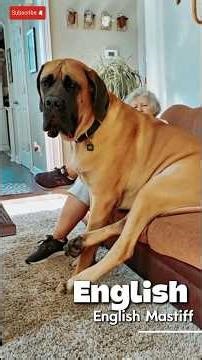 From TINY Puppies to MASSIVE Guard DOGS | Baby to Giant Dog Transformation 🐾 🐶