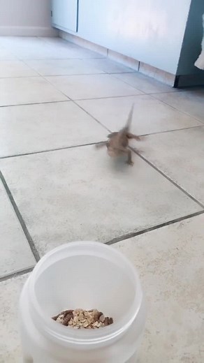 Playing Fetch with My Bearded Dragon: A Guide