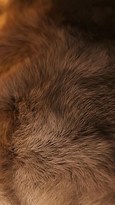 If white noise is a gentle breeze, brown noise is the weighted blanket of sound. Deep, steady, grounding—like standing in the middle of a forest, like distant thunder, like the universe itself humming you to sleep. Plug in, breathe deep, and let it hold you. 🌍🎧 | Calm