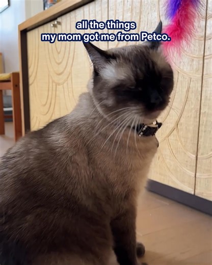 Spoil Them in No Time! Petco’s same-day delivery makes shopping easy—so you can focus on the fun. | Petco | Facebook