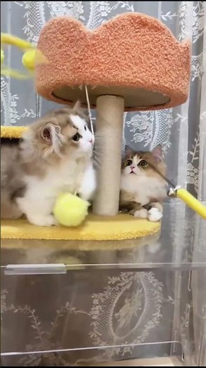 Tiny Tabby Kitten and Fluffy Kittens in a Cat Playpen 🐾 Cute Cattery Group