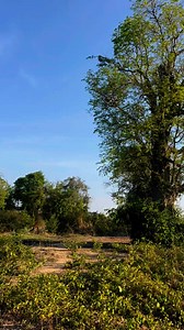 13M views · 24K reactions | Speed of hawk eagle hunting bird 礪 | King of bird | Facebook