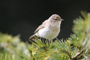Good morning #Birds & #Nature! Common chiffchaff (Phylloscopus collybita) | BIRDS & Nature