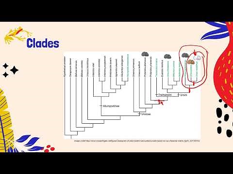 IB Biology A3.2 Classification and cladistics - AHL