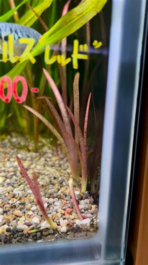 grace_aquarium&botanical shop on Instagram: "_ 【バリスネリア＆ブリクサ🌿】新着水草 ■バリスネリア・スピラリス “レッド” 新芽や葉先が赤く色づく、希少なレッドタイプ✨ ■ブリクサ・スパイラル ネジれるように展開する葉が特徴的な、ロングリーフタイプ✨ どちらも大株サイズが入荷しております！ 撮影水槽は水槽高45cmです🙌🏻 レイアウト水槽ではやや使いづらいかもしれませんが、中〜大型魚・肉食魚水槽のワンポイントやケンカ緩和の目隠しとしておすすめです🙃 個人的には、スネークヘッド水槽におすすめしたいところです👍🏻 #バリスネリア #ブリクサ #バリスネリアスピラリス #ブリクサスパイラル #水草"