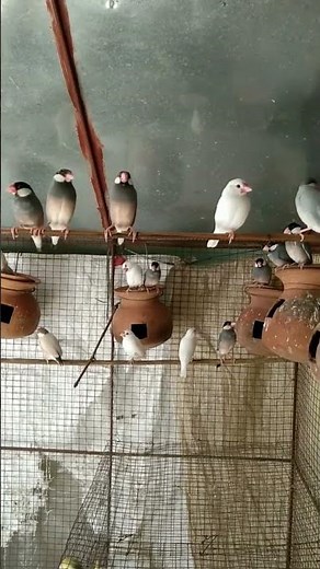 Java birds sound 🥰#shorts