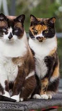 #cat #kitten #кот #catcot#