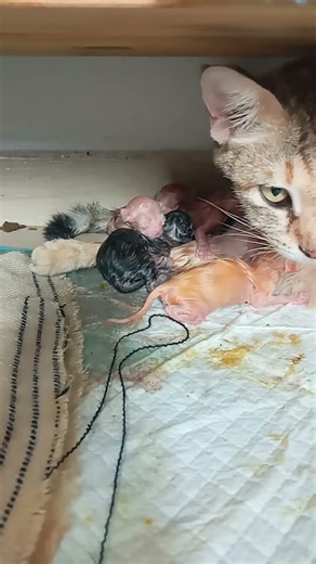 Time Machine Cats !!!! Longest Daily Cat's Story