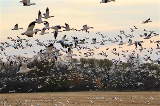 Spring Snow Goose Hunting Strategies for the Solo Hunter - Game & Fish