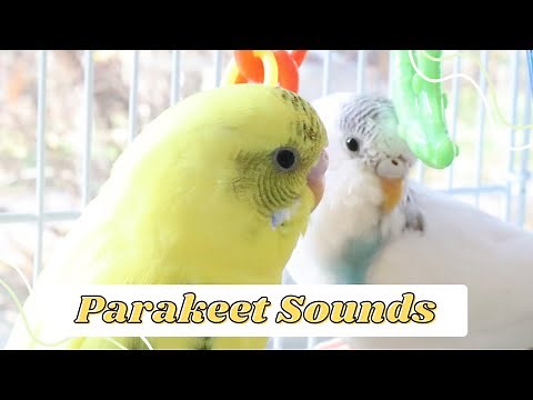 1 Hour Sounds of Happy Parakeets/budgies // Chirping, Singing