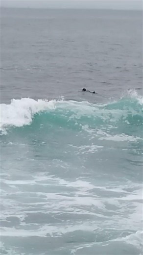 Sea otter Pacific Grove California