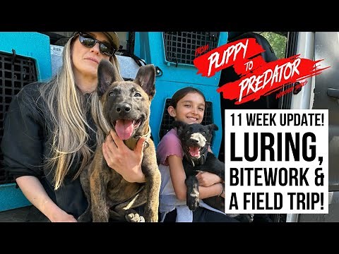 11 WEEK OLD DUTCH SHEPHERD PUPPIES!!