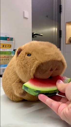 Capybara Eating Compilation! Super Relaxing! #capybara #asmr #cute #funny