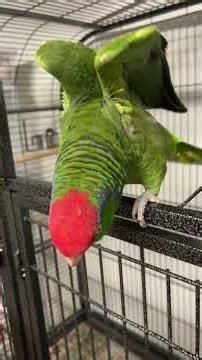 My Female Amazon says Hola 😂#amazing #parrot #birds
