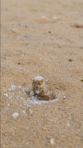 Catching Razor shell with salt #fishing #funnyanimals