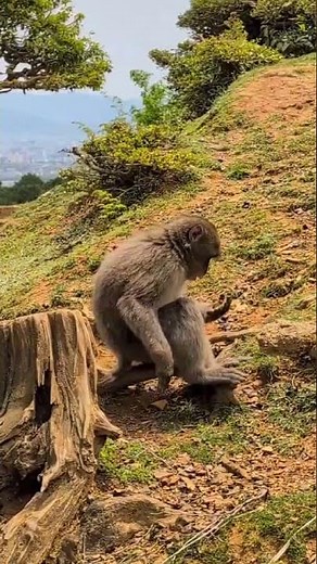 Witnessing Mother & Baby Monkeys, Kyoto, Japan, One Life Adventures from laura k. 🇯🇵