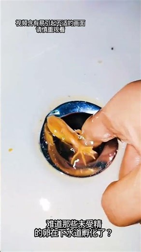 frog frog laying eggs golden toad red worm