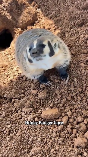 Honey Badger Compilation: Funny and Cute Moments