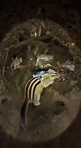 POV: A Camera Inside a Chipmunk’s Underground City 🐿️