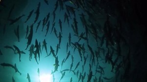 The Journey of Salmon Farming: From Harvesting to Processing in the Fish Factory!