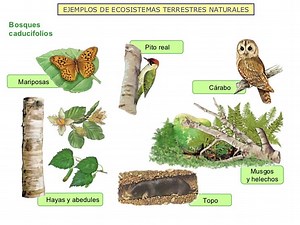 Ecosistemas Terrestres Ejemplos